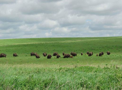Berkas:Bison herd grazing.jpg - Wikipedia bahasa Indonesia, ensiklopedia  bebas