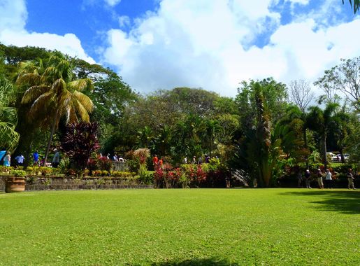 File:Karibik, St. Kitts - Romney manor - Botanical Garden - panoramio.jpg -  Wikimedia Commons