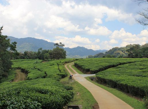 File:Rwanda Tea Plantations.jpg - Wikimedia Commons