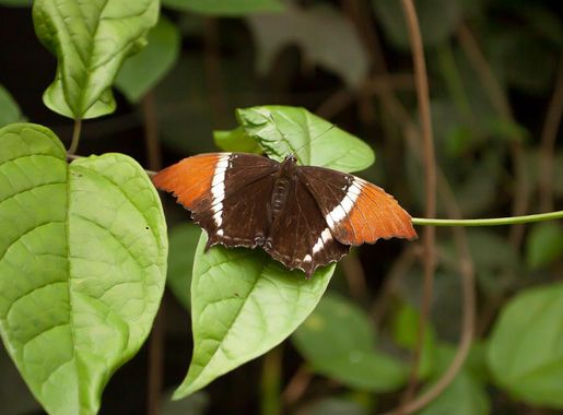 File:Mariposa-mindo2.jpg - Wikimedia Commons