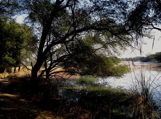 File:Sultanpur National Park, Haryana.JPG - Wikimedia Commons