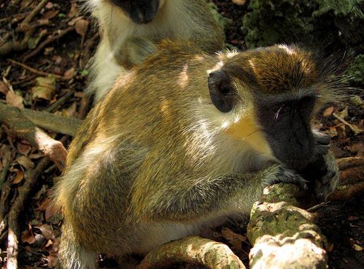 File:Green Monkey in Barbados 12.jpg - Wikimedia Commons