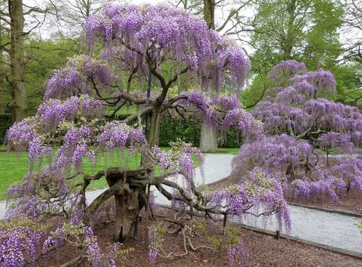 File:Wisteria - Longwood Gardens - DSC01006.JPG - Wikimedia Commons