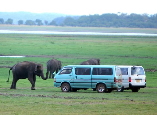 File:At Minneriya National Park, certain elephants are known to be more  aggressive as a result of past encounters with humans - Flickr - Al Jazeera  English.jpg - Wikimedia Commons