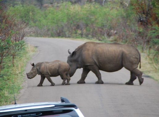 File:Pilanesberg Game Reserve - Mama Rhino and Her Baby.jpg - Wikipedia