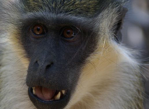 Free Images : nature, wildlife, africa, mammal, fauna, primate, drill,  close up, nose, whiskers, baboon, animals, vertebrate, macaque, old world  monkey, gambia 3872x2592 - - 997249 - Free stock photos - PxHere