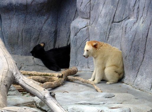 File:Assiniboine Park Zoo, Winnipeg (430059) (9445228040).jpg - Wikimedia  Commons