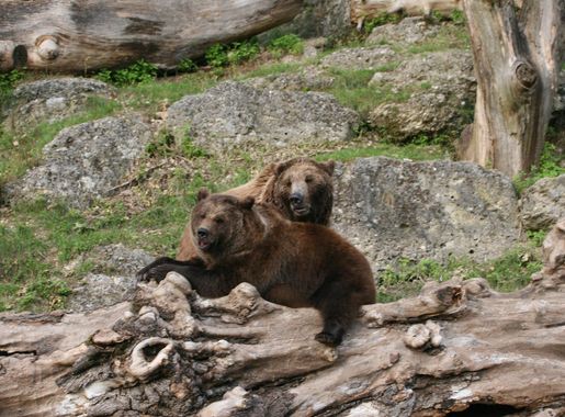 Zoo Salzburg – Wikipedia