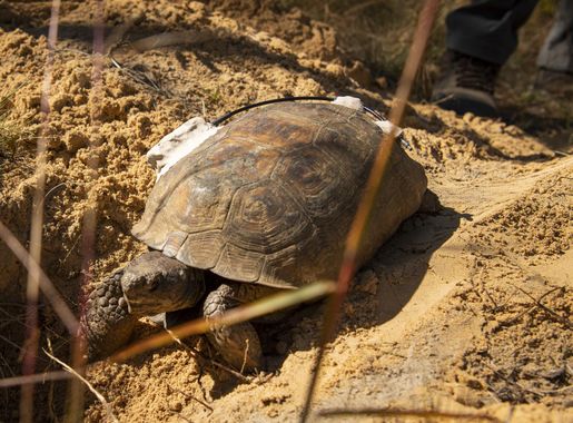 Air Force helps protect more than 100 threatened, endangered 'neighbors' >  Air Force Civil Engineer Center > Article Display