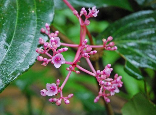 File:Melastomataceae - Medinilla beamanii.jpg - Wikimedia Commons