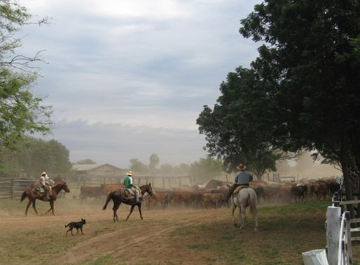 File:Rinderzucht im Chaco.JPG - Wikimedia Commons