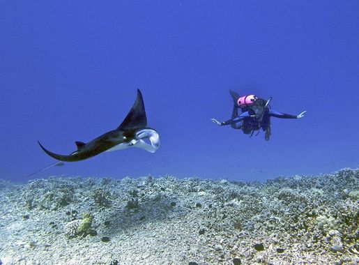 File:Female scuba diver swims with a young male Manta ray - Kona district,  Hawaii.jpg - Wikipedia