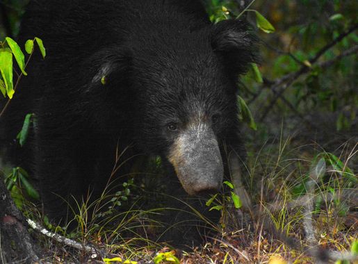 File:Sri Lankan sloth bear photographed in Wilpattu National Park.jpg -  Wikimedia Commons