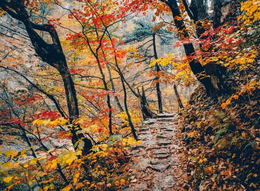 File:Way Through Autumn Forest (187194663).jpeg - Wikimedia Commons