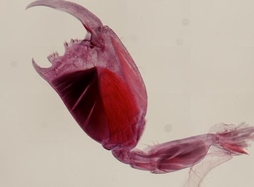 File:Quadrimaera quadrimana? (YPM IZ 024118) 001.jpeg - Wikimedia Commons