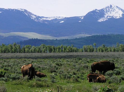 File:Bison in Jackson Hole looking east.JPG - Wikimedia Commons