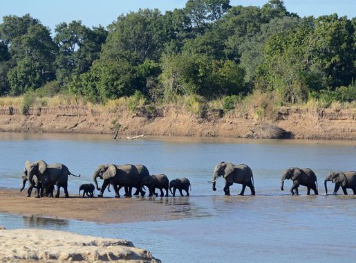 File:Luangwa River crossing.jpg - Wikimedia Commons