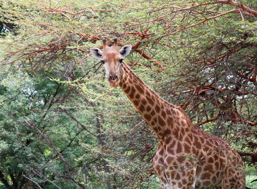 File:Girafe dans la réserve de Bandia Sénégal 05.jpg - Wikimedia Commons