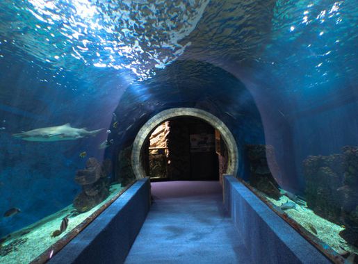 File:Nyíregyháza Zoo, Aquarium, underground passage.jpg - Wikimedia Commons