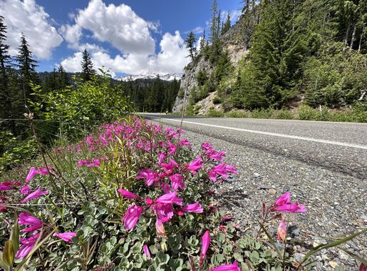 File:Cliff penstemon along Paradise Road, 62823. NPS Photo  (2d06a12b-899a-4c85-b424-43b38119ccce).jpeg - Wikimedia Commons