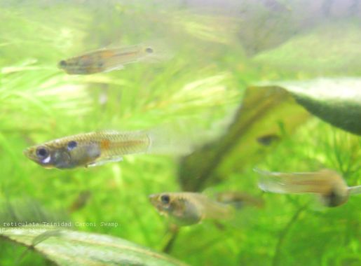 File:Poecilia reticulata Wild Guppy Trinidad Caroni Swamp pair 20121228.JPG  - Wikimedia Commons