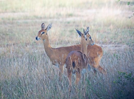 Ficheiro:Oribi - Ourebia ourebi, Gorongosa National Park, Mozambique  (45655196695).jpg – Wikipédia, a enciclopédia livre