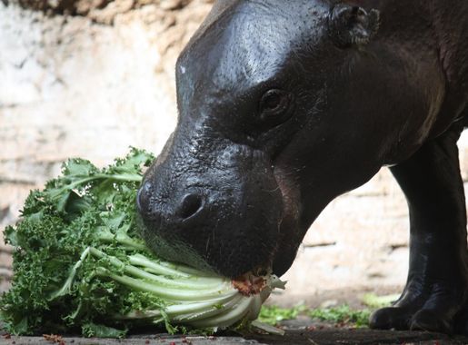 Pygmy hippopotamus - Wikipedia