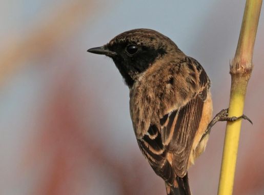 File:Asian stonechat (Saxicola maurus indicus) male non breeding Bardiya.jpg  - Wikipedia