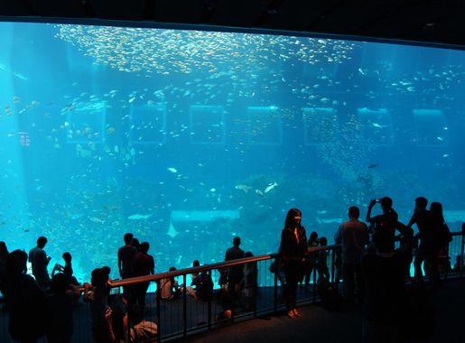 File:Open Ocean, S.E.A. Aquarium, Marine Life Park, Resorts World Sentosa,  Singapore - 20130105-01.JPG - Wikimedia Commons