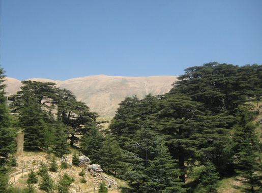 File:Cèdres.JPG - Wikimedia Commons