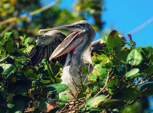 Archivo:Pelican in the nest.jpeg - Wikipedia, la enciclopedia libre