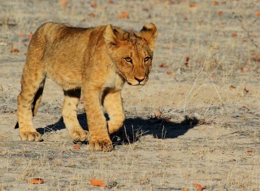 Free Images : wildlife, africa, fauna, savanna, vertebrate, safari,  namibia, etosha, lion cub, big cats, cat like mammal, masai lion 4036x2280  - - 636397 - Free stock photos - PxHere