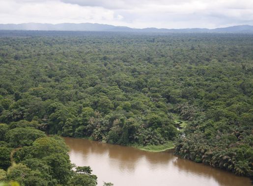 File:Tortuguero Palm Forests.JPG - Wikimedia Commons