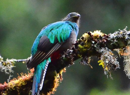 Aves del Costa Rica