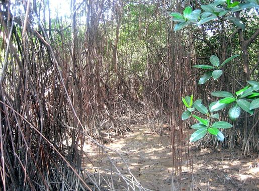 Archivo:Parque Histórico Guayaquil - Mangrove.JPG - Wikipedia, la  enciclopedia libre