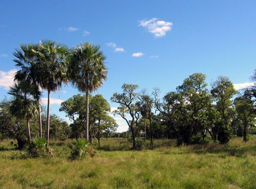 File:Chaco Boreal Paraguay.jpg - Wikimedia Commons