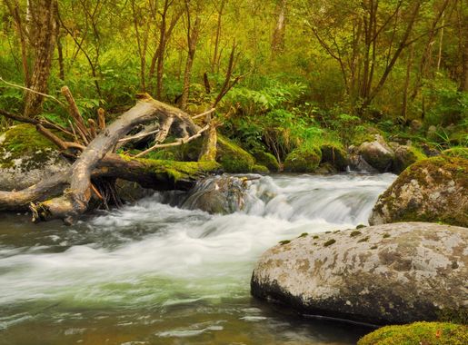 Free Images : beach, landscape, tree, nature, forest, rock, waterfall, creek,  wilderness, river, summer, stream, jungle, autumn, rapid, body of water,  rocks, rainforest, woodland, habitat, water feature, watercourse, landform,  natural environment ...