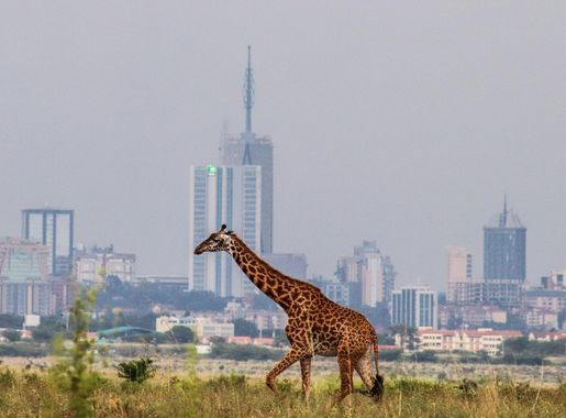 File:A Maasai Giraffe the Tallest Animal in Kenya with Britam Tower the  tallest building in Kenya in the background at Nairobi National Park.jpg -  Wikimedia Commons