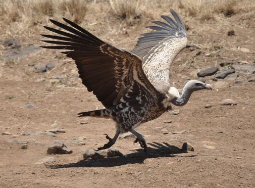 Nairobi National Park - Wikipedia