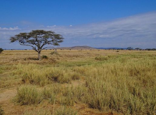 File:Serengeti-Landscape-2012.JPG - Wikipedia