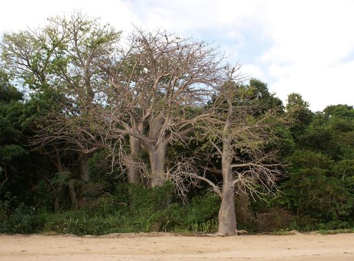 Fichier:Adansonia digitata N'Gouja.JPG — Wikipédia