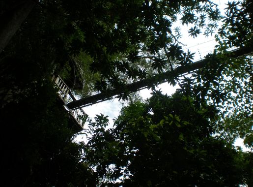 File:Canopy Falealupo Rainforest, Savaii.JPG - Wikimedia Commons