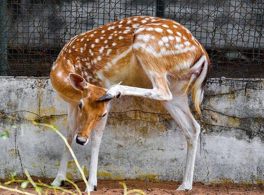 Fichier:Cerf Tachetée du Parc Forestier et Zoologique de Hann Sénégal  12.jpg — Wikipédia