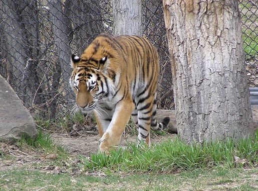 File:ZooMontana Tiger 01.JPG - Wikimedia Commons