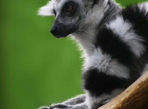 List of lemuroids - Wikipedia