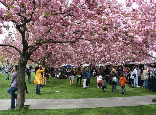 File:Brooklyn Botanical Gardens Cherry Blossom Festival - 5925008843.jpg -  Wikimedia Commons