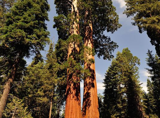 The giant trees of Sequoia National Park, California image - Free stock  photo - Public Domain photo - CC0 Images