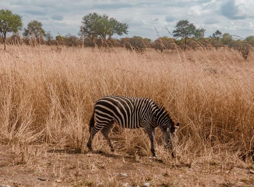 File:ZEBRA IN MIKUMI NATIONAL PARK TANZANIA.jpg - Wikimedia Commons