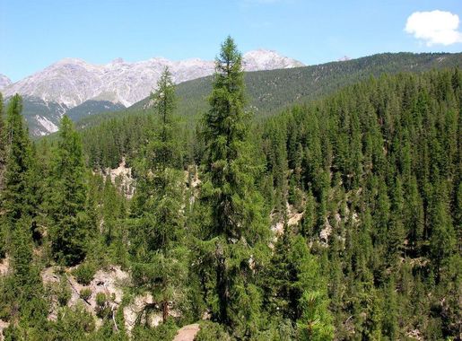 File:Swiss National Park 131.JPG - Wikipedia