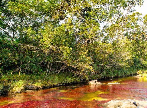 Archivo:CAÑO CRISTALES COLOMBIA, EL TAPETE ROJO.jpg - Wikipedia, la  enciclopedia libre
